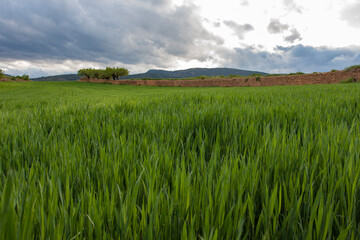 Green cereal field captured during the daytime on a cloudy day in Europe
