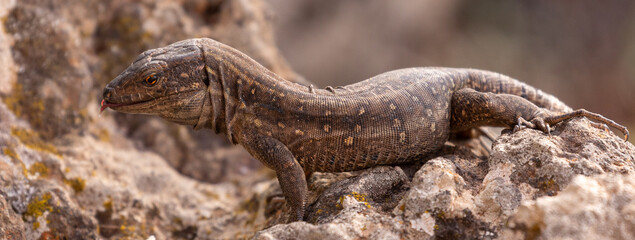 Lizards of the Canary Islands