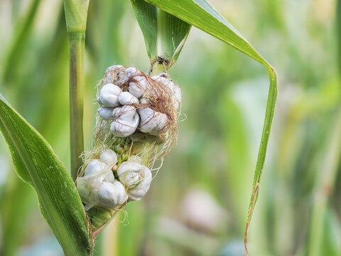 The Ustilago maydis is an edible mushroom