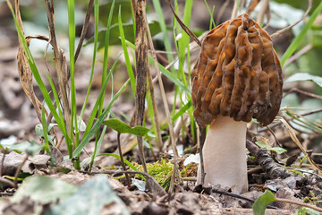 The Early False Morel (Verpa bohemica) is an edible mushroom