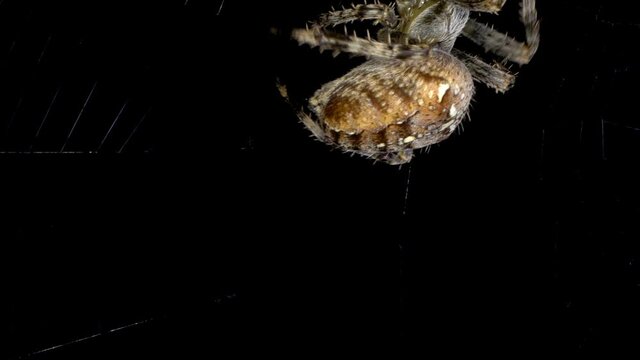 Garten-Kreuzspinne  Araneus diadematus baut kunstvolles Spinnennetz vor freigestelltem schwarzem Hintergrund