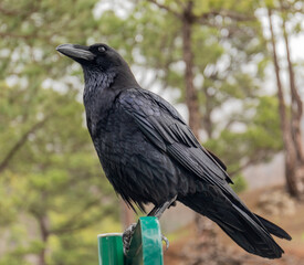 Common Raven portraits