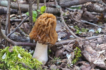 The Early False Morel (Verpa bohemica) is an edible mushroom