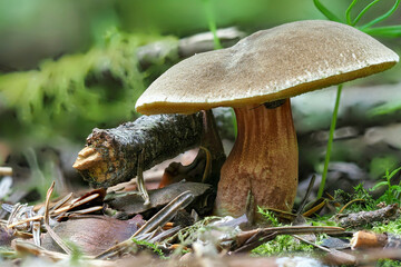 The Red-cracked Bolete (Xerocomellus chrysenteron) is an edible mushroom