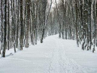 Fototapeta premium Empty alley in a snow-covered winter forest.