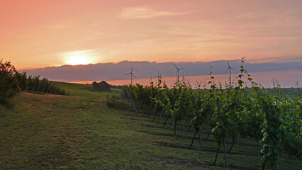 Obraz premium Landscape In Winegrowing District Rhinehesse In The Early Morning, Beginning Of Summer, Rhineland-Palatinate, Germany