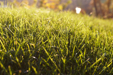 Low angle closeup view on a lawn in autumn sun with gossamer