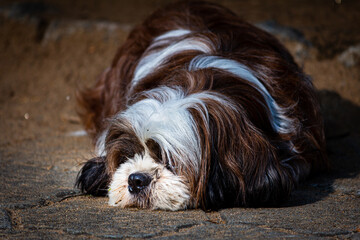 Portrait of a Shih tzu breed dog sitting over mud floor.