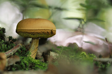 The Xerocomus ferrugineus s.l. is an edible mushroom