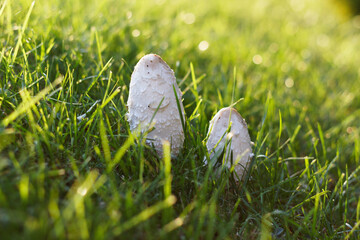 Low angle closeup view on a lawn with two kite mushrooms in autumn sun