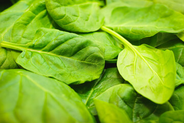Baby spinach leaves background. Vitamins and nutrients packed super green. Healthy, organic food...