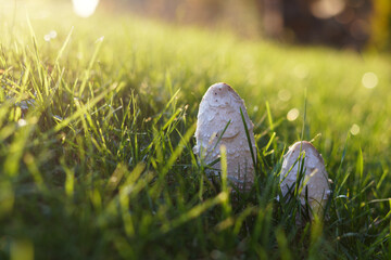 Low angle closeup view on a lawn with two kite mushrooms in autumn sun