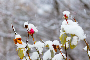 View of snow-covered plants in winter
