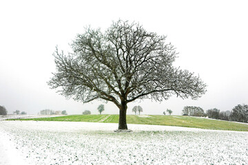 Kahler Baum im Schnee