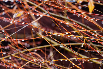 View of plants covered with rain drops in autumn