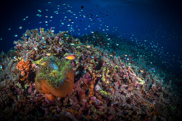 Naklejka na ściany i meble Anemone clownfish swimming above coral reef in Papua New Guinea