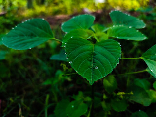 green leaves in the forest