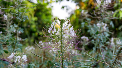 flowers in the grass