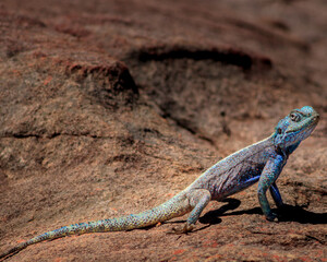 Blue head lizard full body on rock