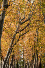 Beautiful autumn forest trees with yellow leaves