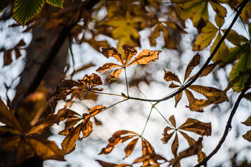 Beautiful yellow leaves at forest during autumn.