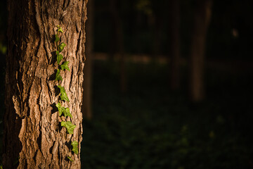 Ray of golden light on a tree with running ivy