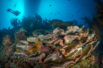 Fototapeta na wymiar Beautiful coral reef and wildlife just below liveaboard in Papua New Guinea