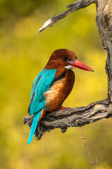 White throated or breasted kingfisher bird portrait in natural green background during winter season at keoladeo national park or bharatpur bird sanctuary rajasthan india - halcyon smyrnensis