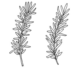 Hand drawing of rosemary branch, isolated on white background. Vector illustration.