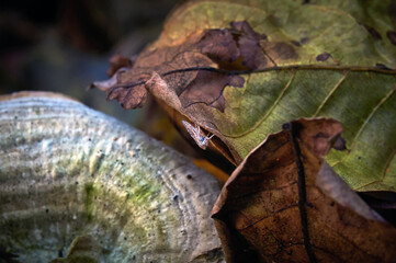 Isolated incest under the leaf