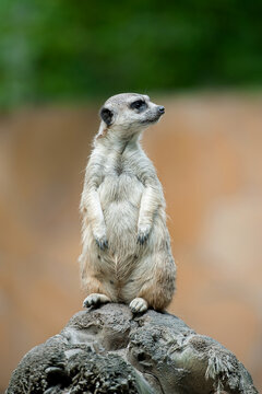 Meerkat (Suricata suricatta). Program for the conservation of rare and endangered species of animals © Igor