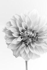 モノクロのダリア