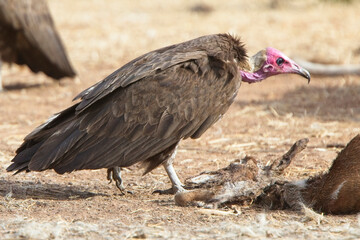 Hooded Vulture (Necrosyrtes monachus) one at the carcass of a dead goat, Gambia.