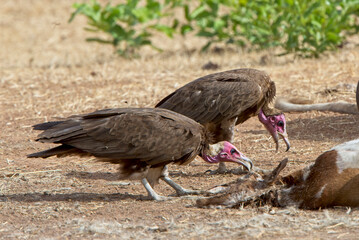 Hooded Vulture (Necrosyrtes monachus) two at the carcass of a dead goat, Gambia.