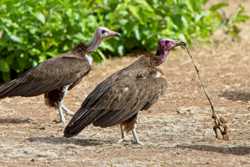Hooded Vulture (Necrosyrtes monachus) one pulling at a piece of goat intestine, Gambia.
