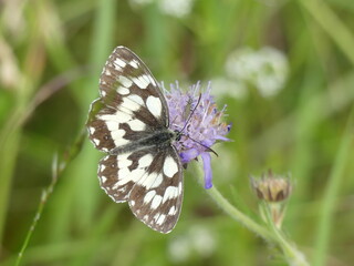 butterfly on a flower