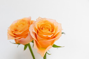 オレンジ色の2本のバラ