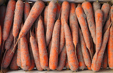 Fresh organic sand carrots with soil for sale at a farmers market