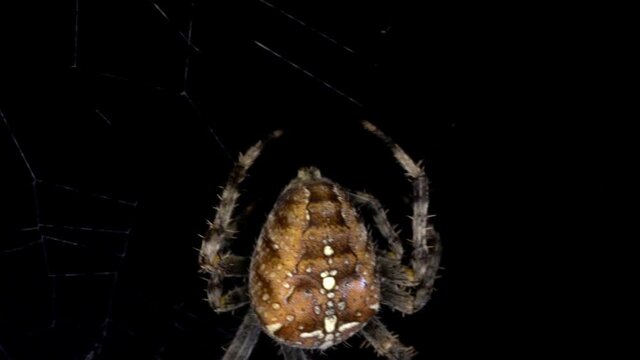 Garten-Kreuzspinne  Araneus diadematus baut kunstvolles Spinnennetz vor freigestelltem schwarzem Hintergrund