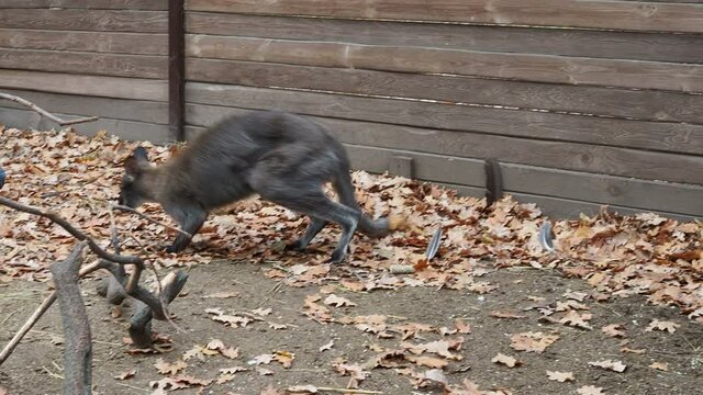 grey kangaroo on the farm in autumn eats