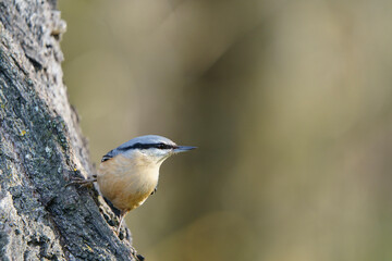 Eurasian nuthatch or wood nuthatch (Sitta europaea)