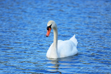 Naklejka premium Swan on the lake; beautiful elegant bird in natural habitat