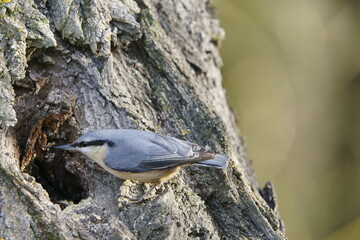 Eurasian nuthatch or wood nuthatch (Sitta europaea)