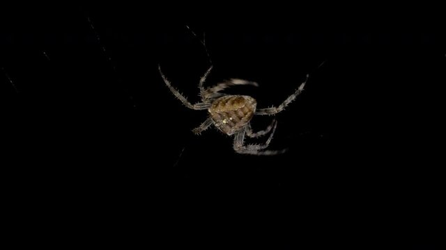 Garten-Kreuzspinne  Araneus diadematus baut kunstvolles Spinnennetz vor freigestelltem schwarzem Hintergrund