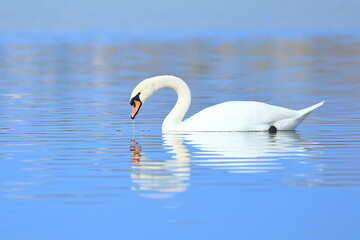 Swan on the lake; beautiful elegant bird in natural habitat