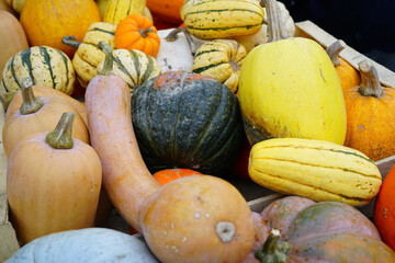 Green and orange pumpkins in the fall at a market in France