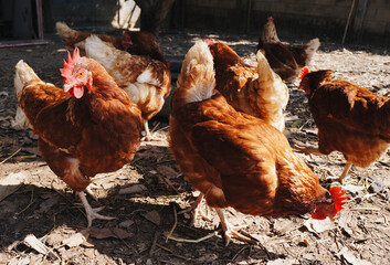 Organic farmed chicken farm in open location, beautiful brown chicken, healthy looking for food.