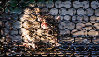 .A rat trapped in a cage that is a mousetrap.