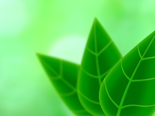 Fresh lush green leaves with veins on minty background illustration.