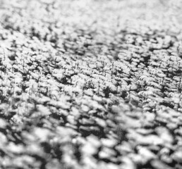 Background with blooming arctic cotton.  Spring landscape with blooming cotton grass in black and white